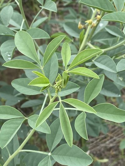 Crotalaria argyraea, photographed by Dave U