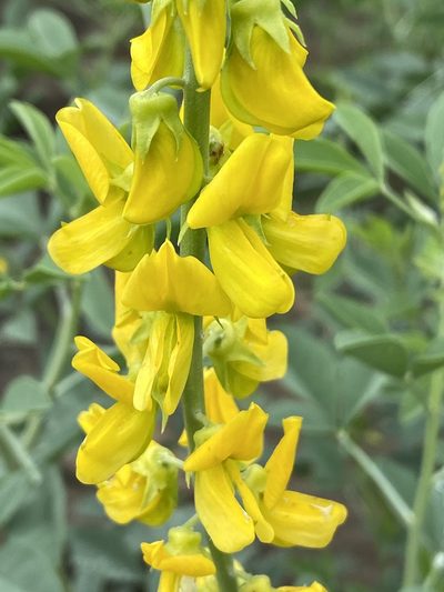 Crotalaria argyraea, photographed by Dave U