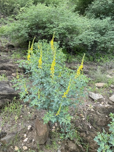 Crotalaria argyraea, photographed by Dave U