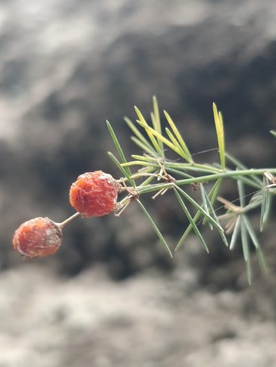 Asparagus umbellatus, photographed by Vítor Jorge