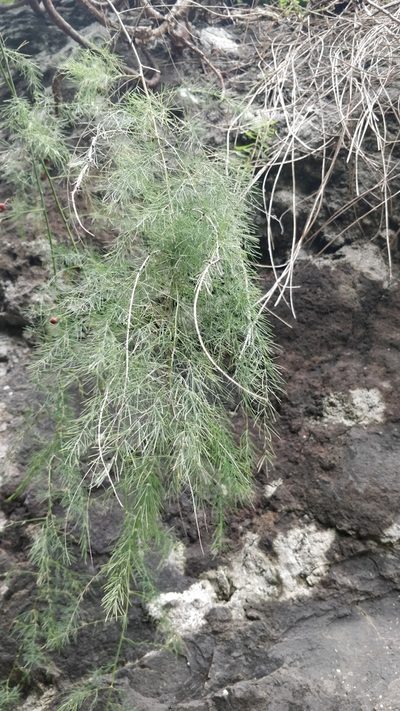Asparagus umbellatus, photographed by Vítor Jorge