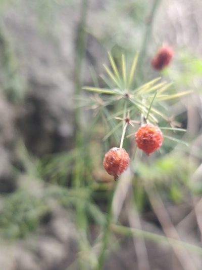 Asparagus umbellatus, photographed by Vítor Jorge