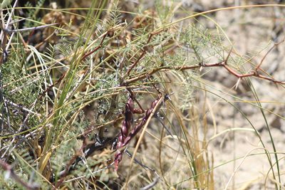 Neltuma alpataco, photographed by demianlescano