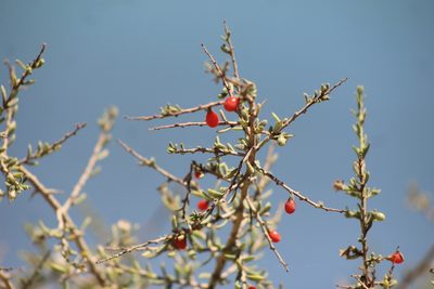 Lycium chilense, photographed by demianlescano