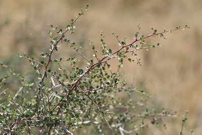 Schinus johnstonii, photographed by demianlescano