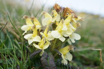 Pedicularis oederi, photographed by xulescu_g