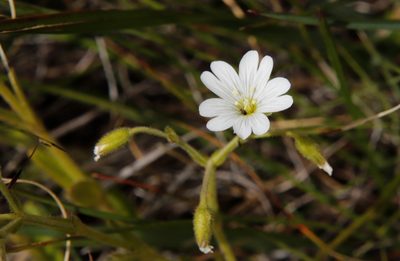 Cerastium arabidis, photographed by Tony Rebelo