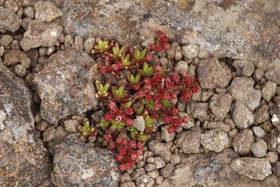 Crassula peploides, photographed by Tony Rebelo