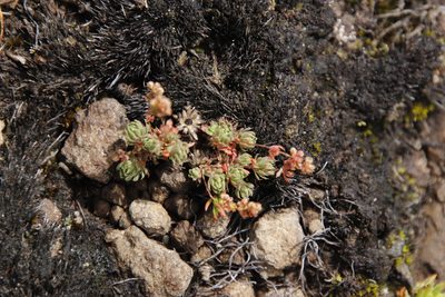 Psammotropha mucronata, photographed by Tony Rebelo