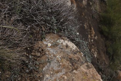 Eumorphia prostrata, photographed by Tony Rebelo
