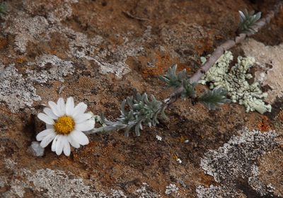 Eumorphia prostrata, photographed by Tony Rebelo