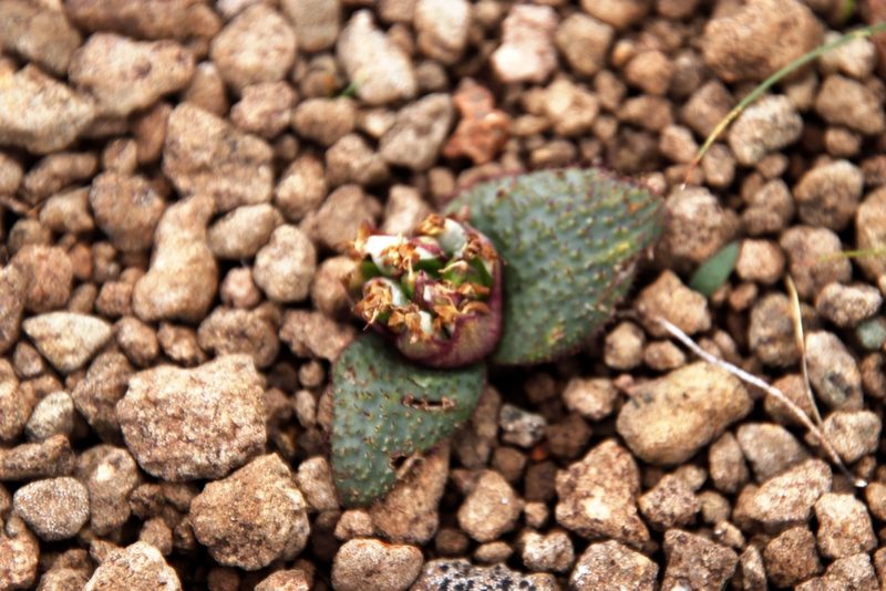 Massonia wittebergensis, photographed by Tony Rebelo
