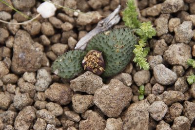 Massonia wittebergensis, photographed by Tony Rebelo