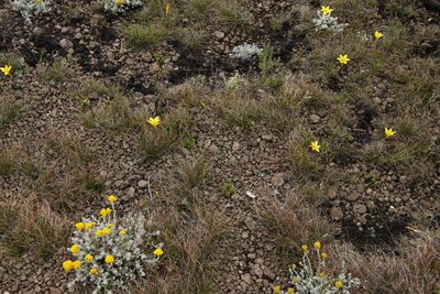 Massonia wittebergensis, photographed by Tony Rebelo