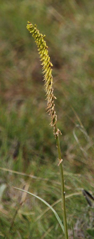 Kniphofia parviflora, photographed by Tony Rebelo