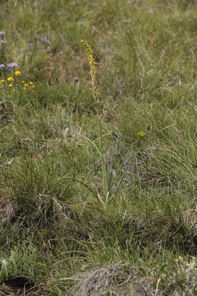 Kniphofia parviflora, photographed by Tony Rebelo