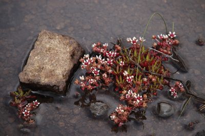 Crassula peploides, photographed by Tony Rebelo