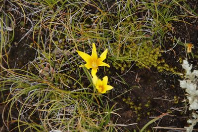 Romulea macowanii, photographed by Tony Rebelo