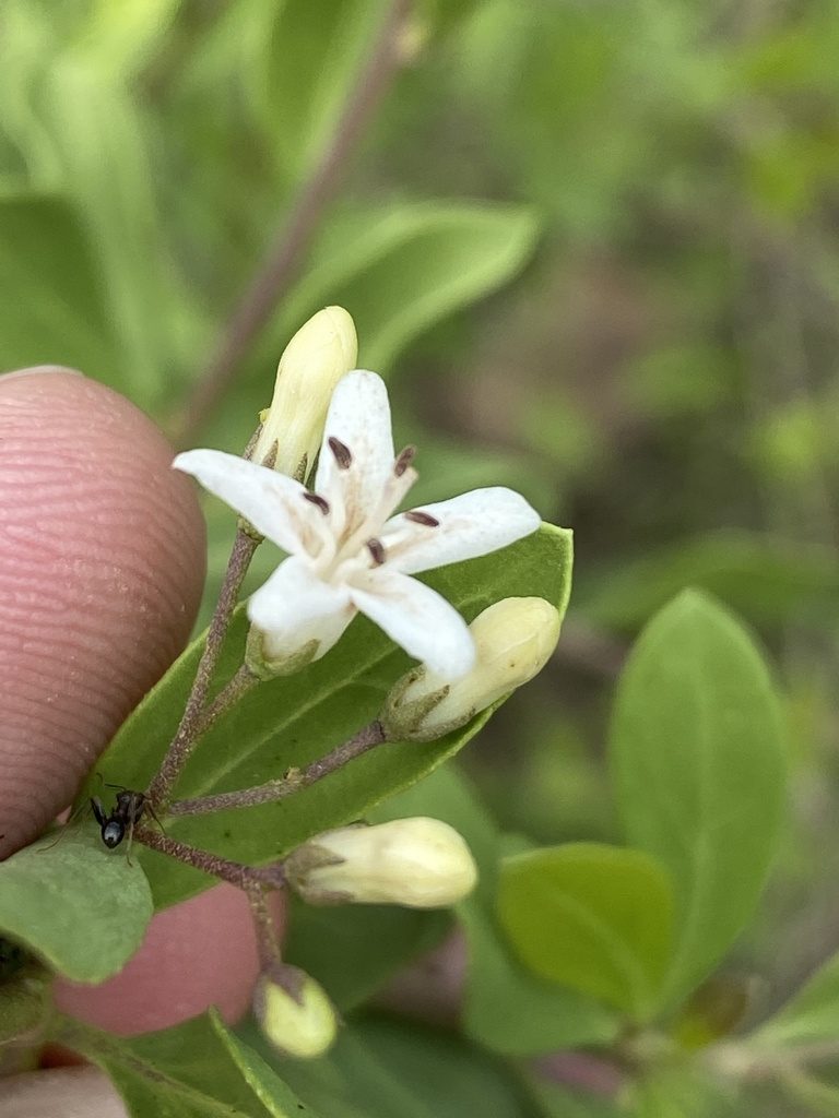Ehretia alba, photographed by Dave U