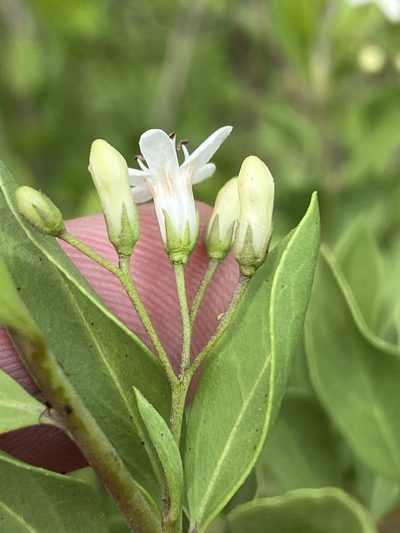 Ehretia alba, photographed by Dave U