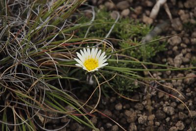 Roessleria armerioides, photographed by Tony Rebelo