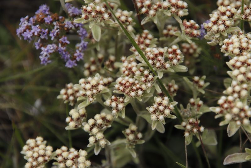 Helichrysum spiralepis, photographed by Tony Rebelo