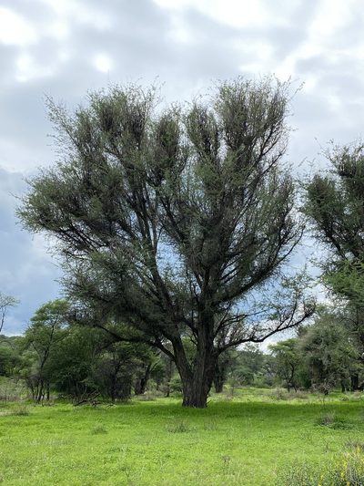 Faidherbia albida, photographed by Dave U