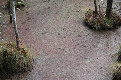 Azolla caroliniana, photographed by Ashwin Srinivasan