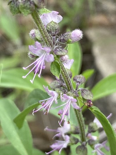 Ocimum americanum, photographed by Dave U