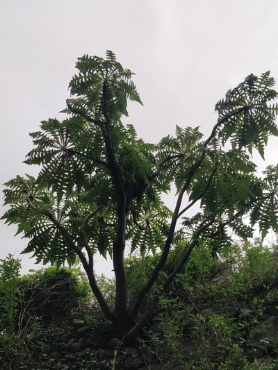 Sonchus pinnatus, photographed by Vítor Jorge