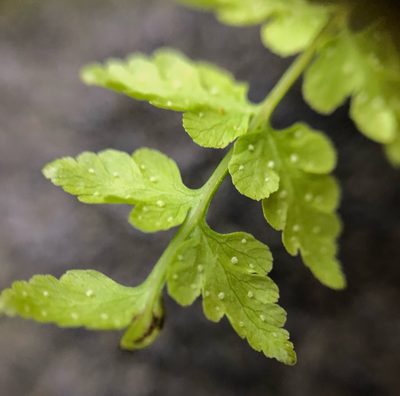 Cystopteris tennesseensis, photographed by Nova Patch