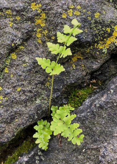 Cystopteris tennesseensis, photographed by Nova Patch