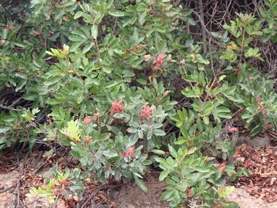 Pistacia atlantica, photographed by John Lyden