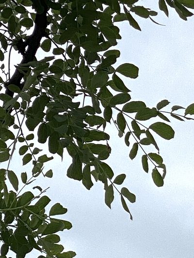 Albizia anthelmintica, photographed by Dave U