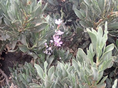 Limoniastrum monopetalum, photographed by John Lyden