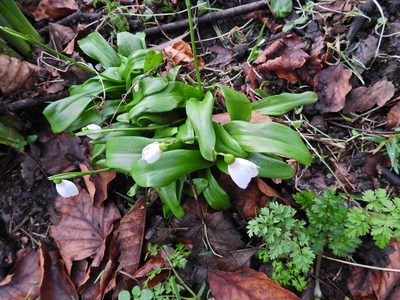 Galanthus woronowii, photographed by Susan Marley