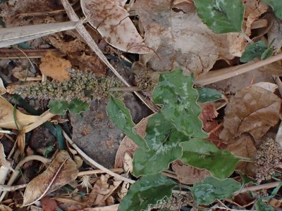 Amaranthus viridis, photographed by John Lyden