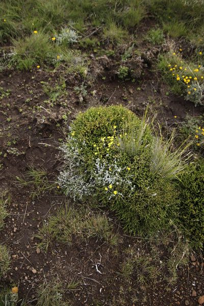 Euryops candollei, photographed by Tony Rebelo