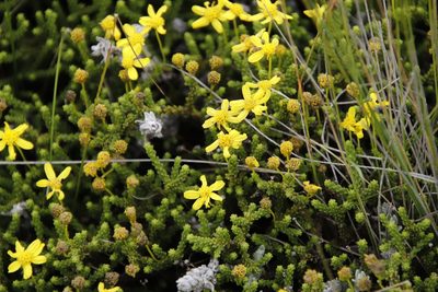 Euryops candollei, photographed by Tony Rebelo