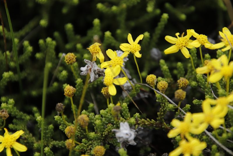 Euryops candollei, photographed by Tony Rebelo