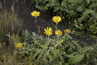 Berkheya multijuga, photographed by Tony Rebelo