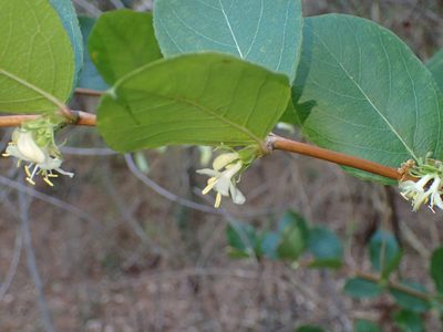 Lonicera fragrantissima, photographed by George Williams