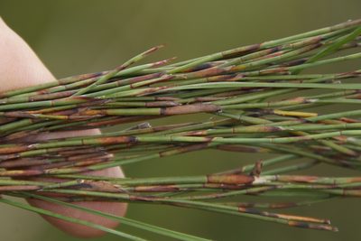Restio schoenoides, photographed by Tony Rebelo