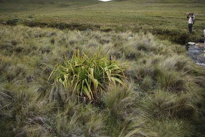 Kniphofia northiae, photographed by Tony Rebelo