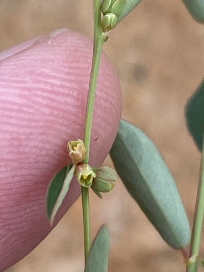 Phyllanthus maderaspatensis, photographed by Dave U