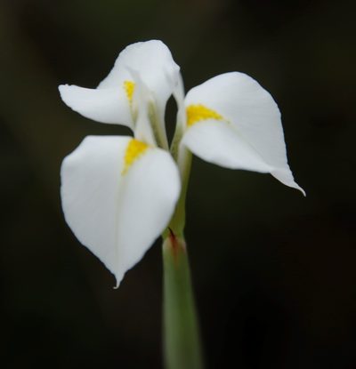 Moraea albicuspa, photographed by Tony Rebelo