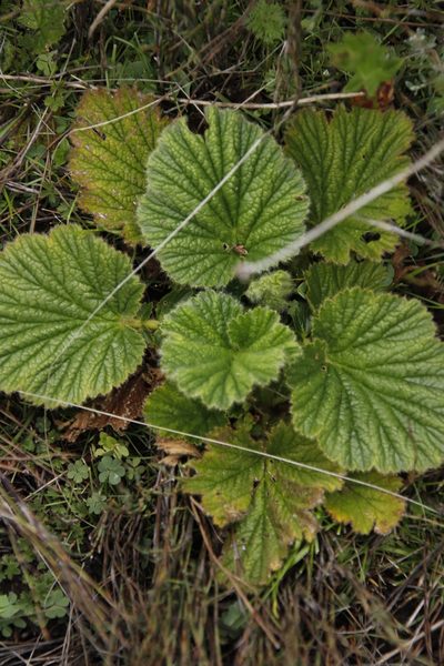 Geum capense, photographed by Tony Rebelo