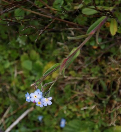 Myosotis semiamplexicaulis, photographed by Tony Rebelo
