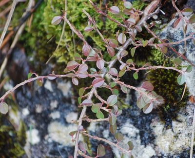Cotoneaster horizontalis, photographed by Mirela