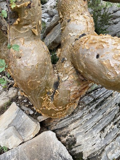 Commiphora glaucescens, photographed by Dave U